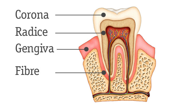 parodontologia